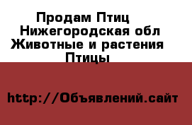 Продам Птиц ! - Нижегородская обл. Животные и растения » Птицы   